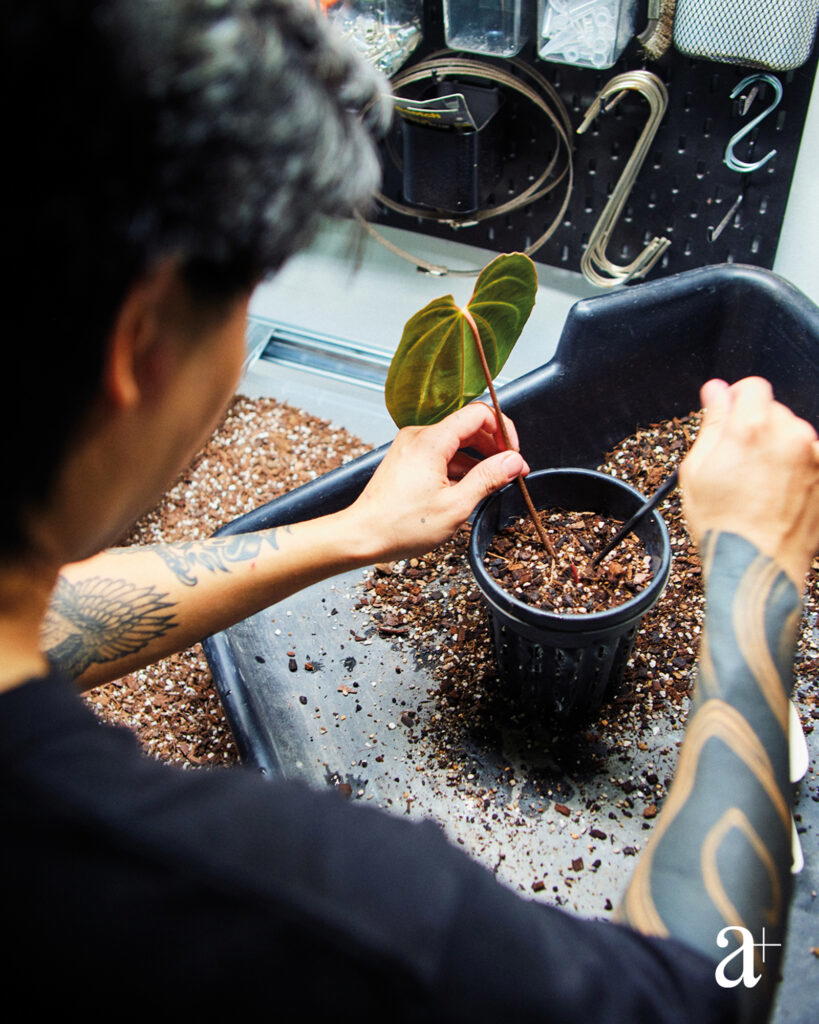 Tan repots an Anthurium aff. besseae, native to Ecuador’s tropical rainforests and known for its dark, velvety leaves, with The Rewilding Company’s all-purpose coarse mix
