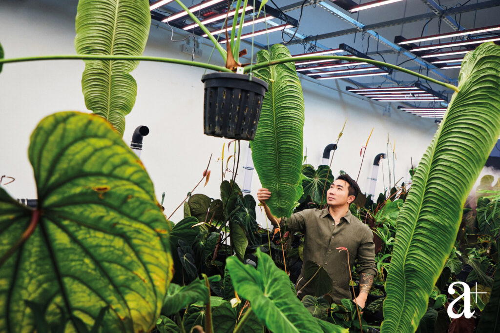 Yang’s Anthurium veitchii is everything he wants in a plant
