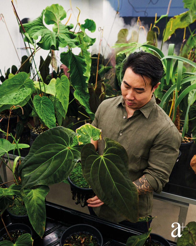 Yang inspects the Anthurium voodoo child