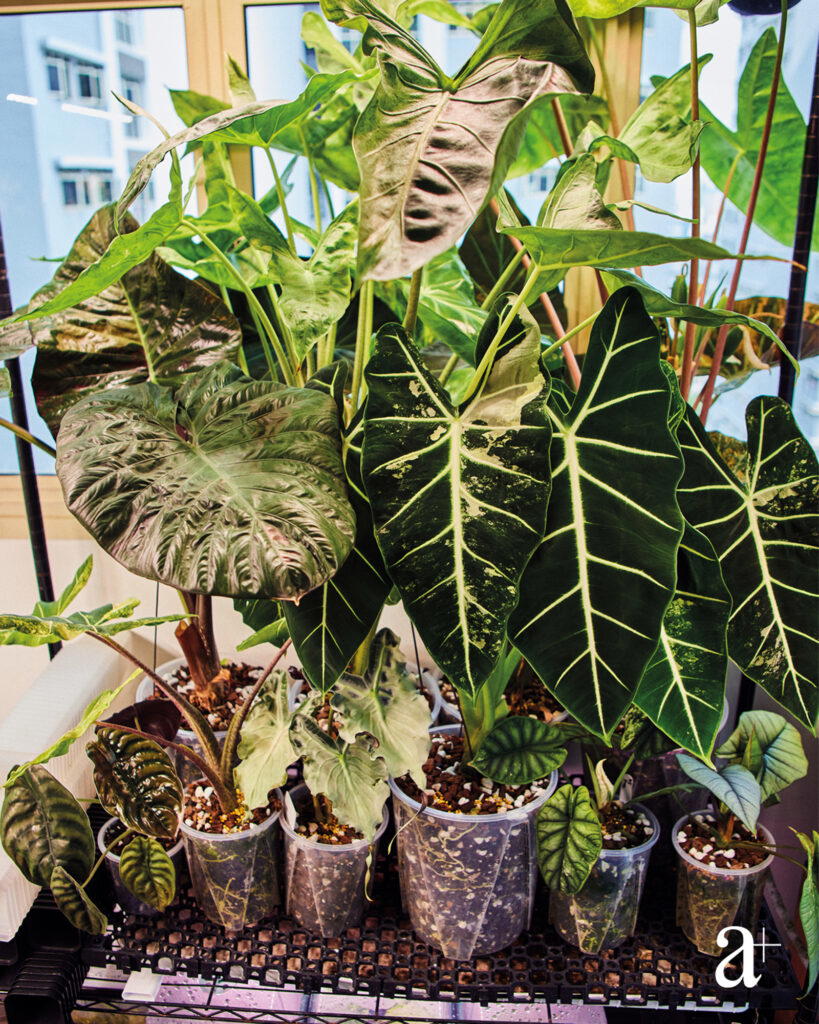 Sim’s favourite species is the alocasia