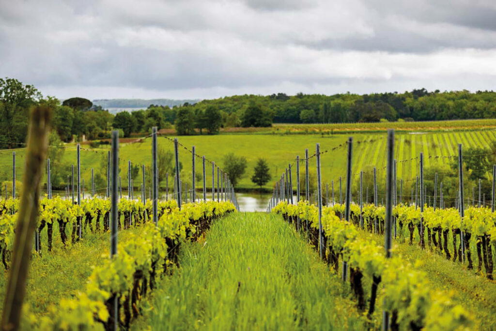 Nature’s rhythms guide the cultivation of biodynamic vines