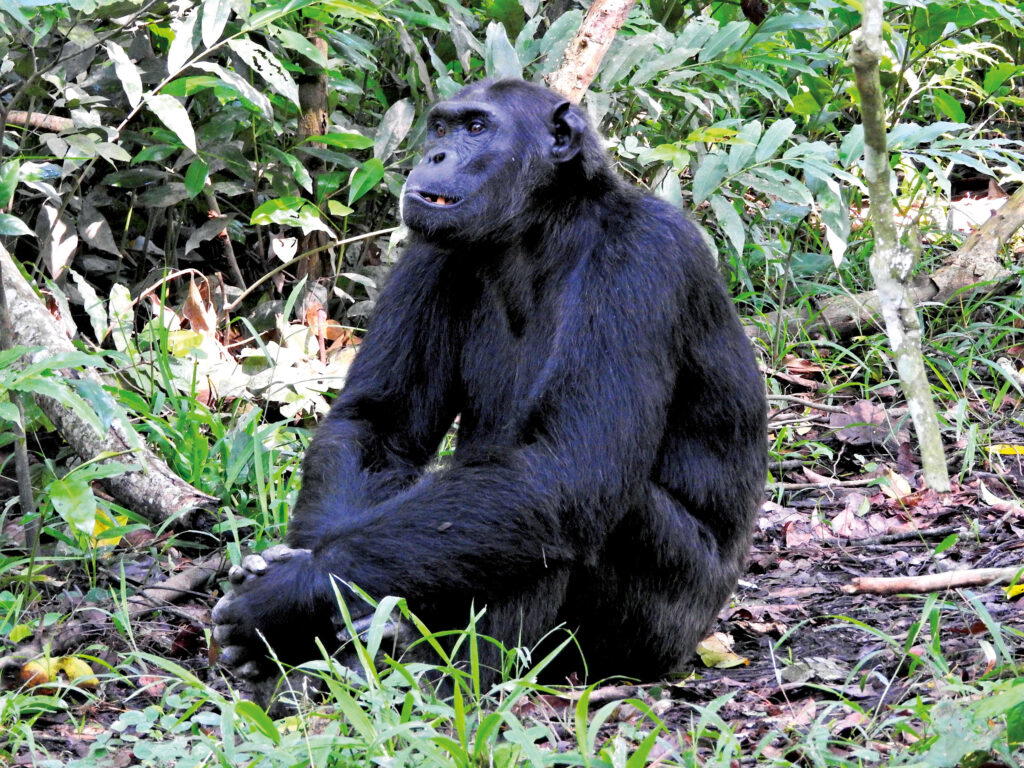 Like us, primates need to take five, too