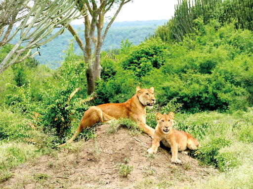 Big cat populations in Uganda are at risk of poaching