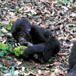 A young gorilla sleeping as peacefully as a human child