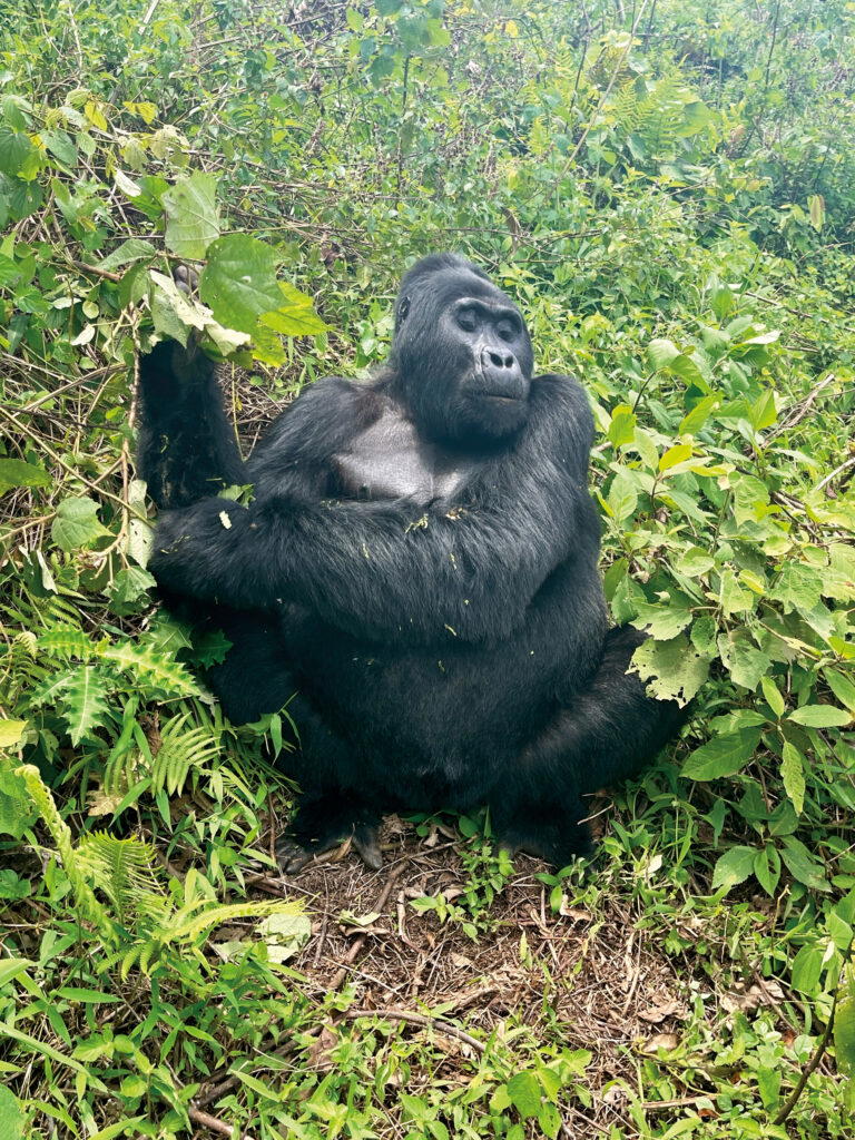 There are less than 1,100 mountain gorillas left in the world, with half of them found in Uganda