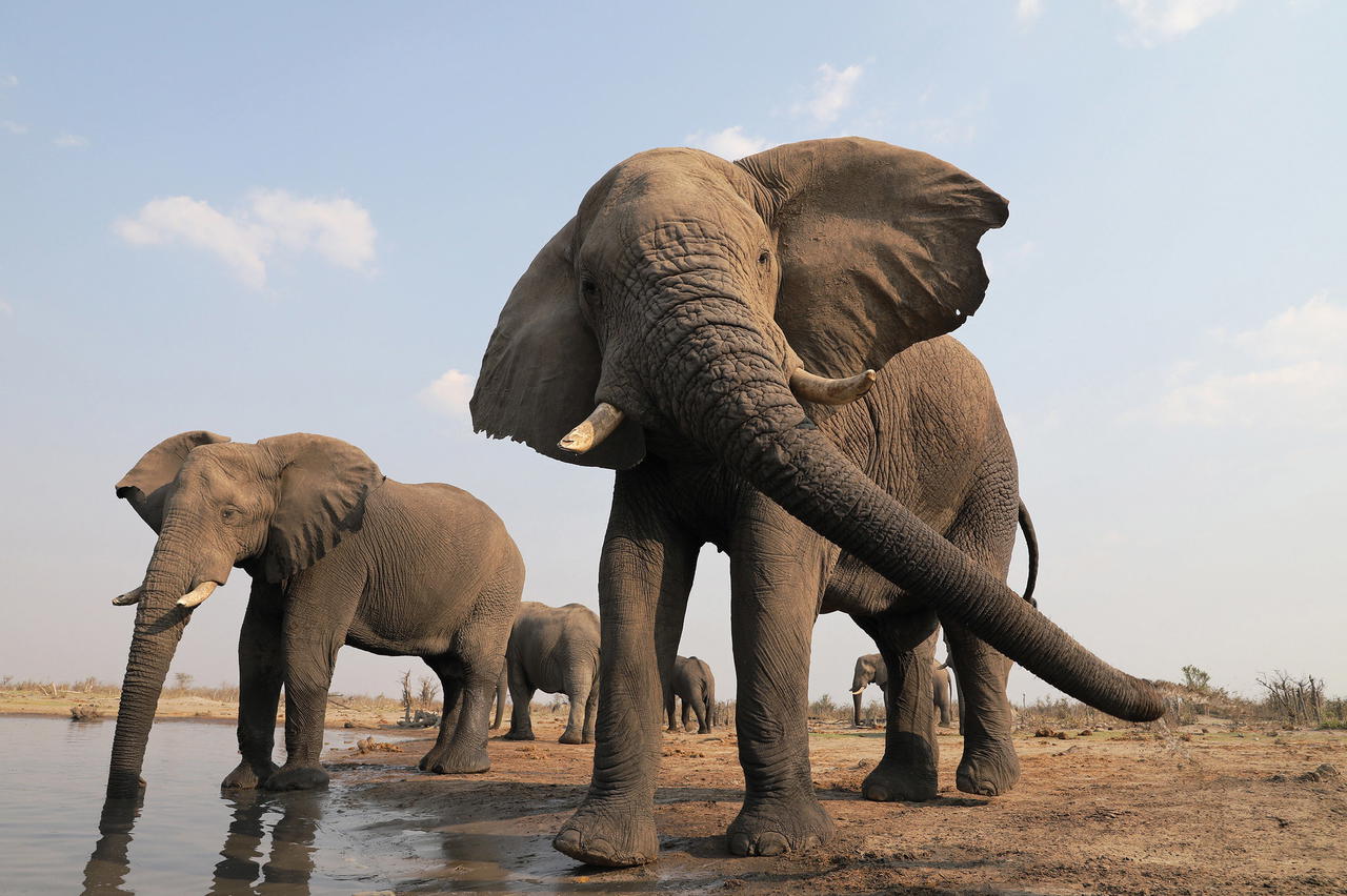 The Elephant Pan Camp in the Okavango Delta. Photo: A2A Safaris