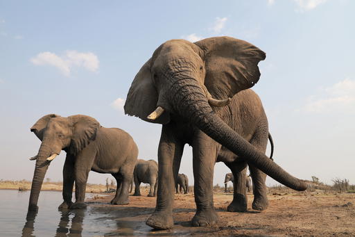 The Elephant Pan Camp in the Okavango Delta. Photo: A2A Safaris