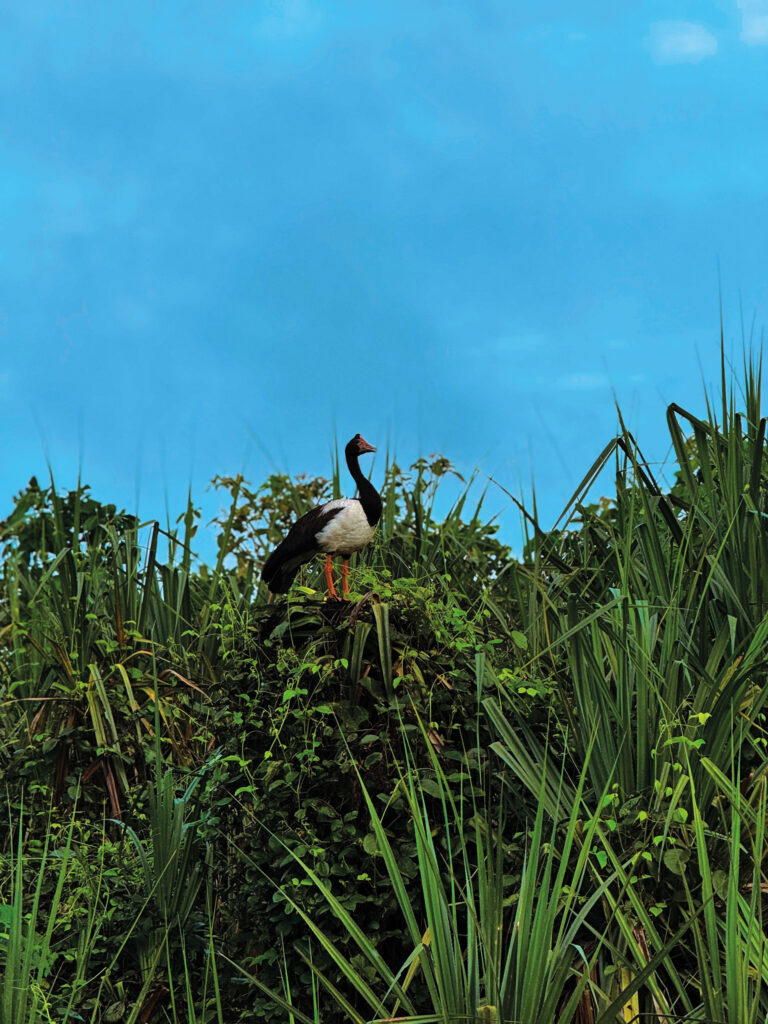 The magpie goose is an important food source for Indigenous Australians. Photo: Samantha Francis