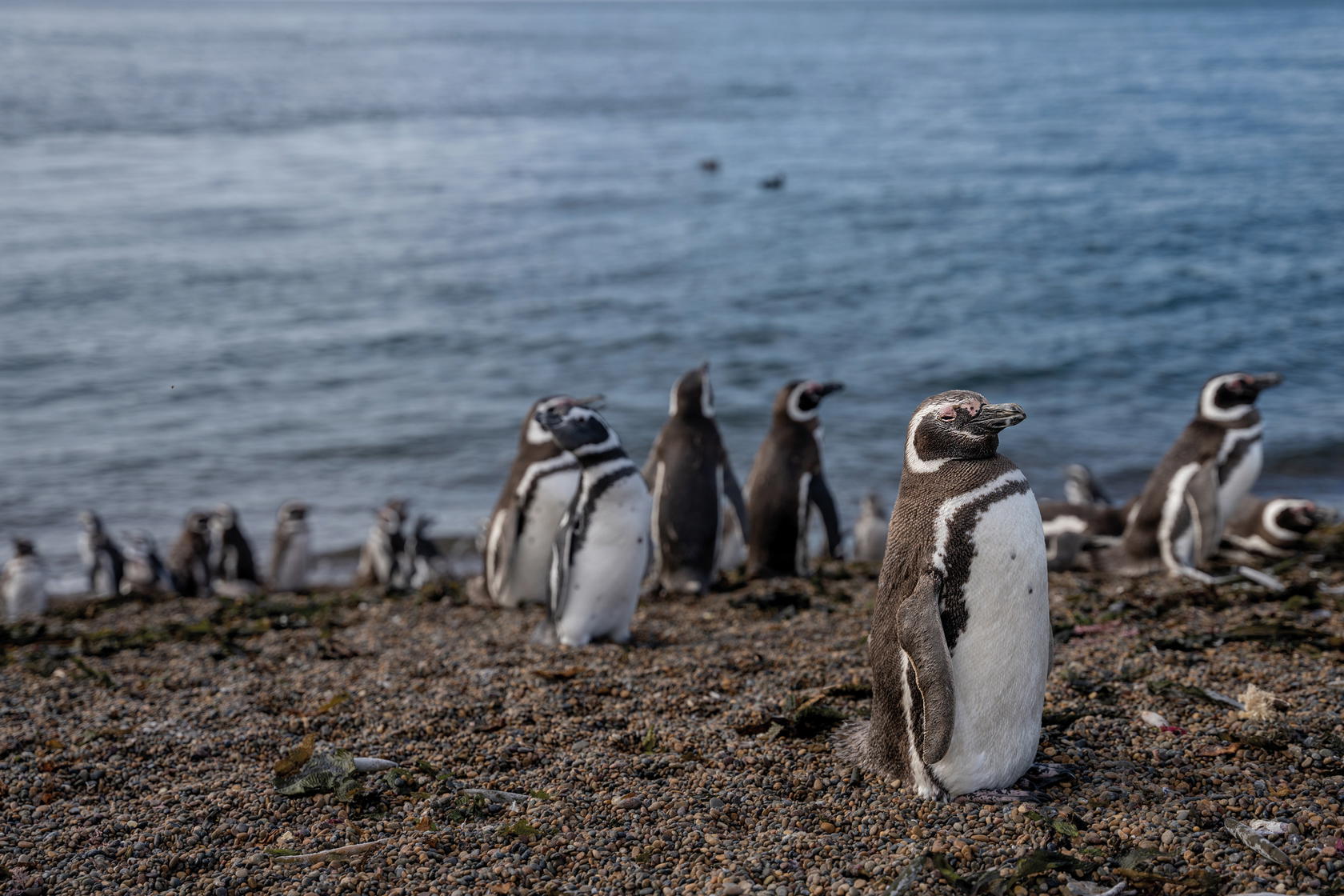 The 2025 Rolex National Geographic Explorers of the Year collaborated on the National Geographic television series, Secrets of the Penguins. It explores the mysterious lives of these charismatic animals, shedding light on their survival in the wild for viewers around the globe (Credit: Rolex)