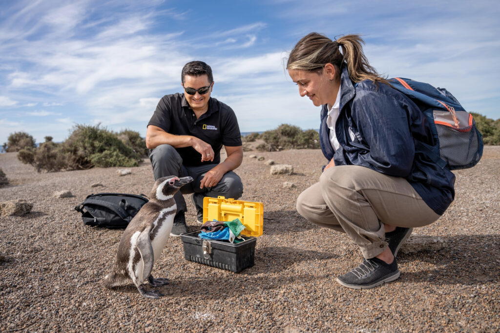 Borboroglu and fellow conservationist Candela Tisera Manochio, from the Global Penguin Society, greet a magellanic penguin as they develop different measurements for the animals. On Argentina’s Valdes Peninsula, Estancia San Lorenzo is home to the world’s largest colony of magellanic penguins (Credit: Rolex)