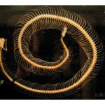 ‘Georgia O’Keeffe’s rattlesnake Abiquiú,<br>New Mexico’ (2024) (Credit: Annie Leibovitz)