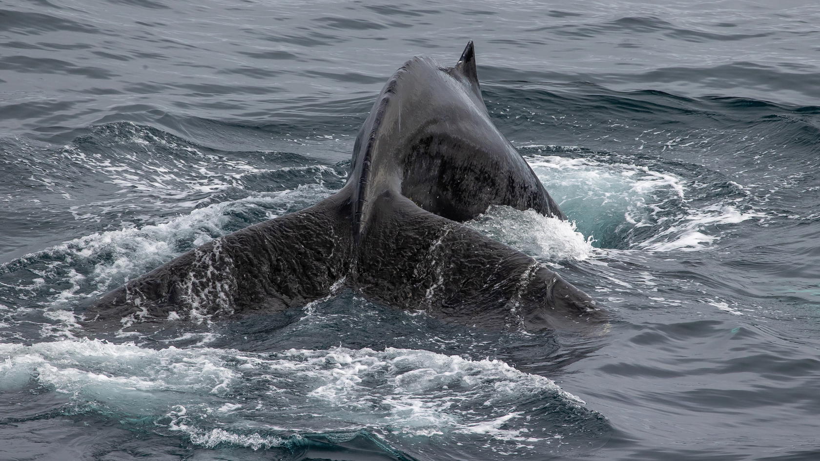 Fin whales are the second largest whales on Earth (Credit: Polar Latitudes Expeditions)
