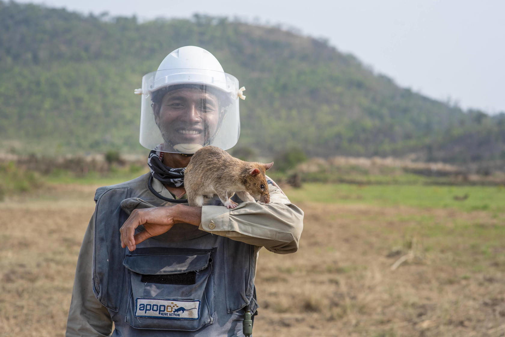 A HeroRat and its handler out in the field (Credit: Apopo)