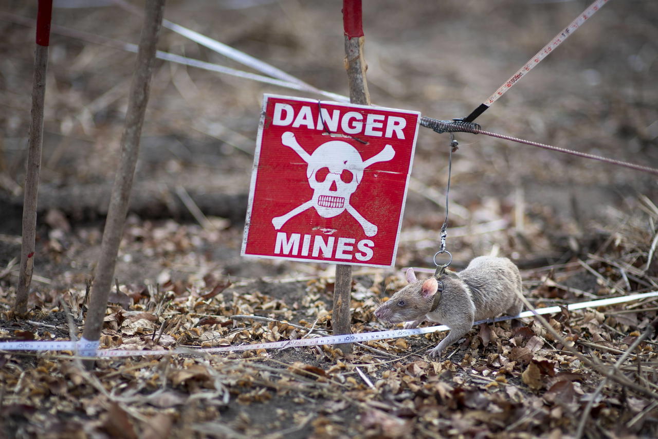 An African giant pouched rat wears a harness when working to detect landmines (Credit: Apopo. )