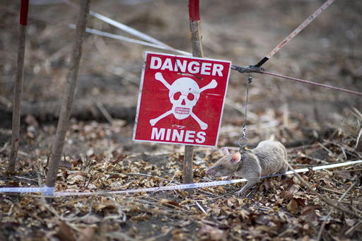 An African giant pouched rat wears a harness when working to detect landmines (Credit: Apopo. )