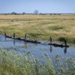 The Rolex Perpetual Planet Initiative partner and his team paddled mokoros (traditional dugout canoes) down the Kwando River. The trip was part of Boyes and Costa’s Great Spine of Africa expedition series. Their team has traversed more than 30,000km of rivers, including many that have never been scientifically documented (Credit: The Wilderness Project/James Kydd)