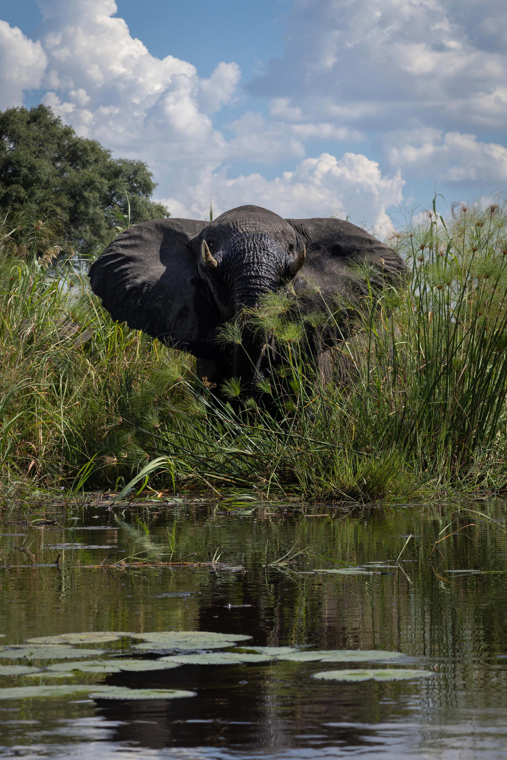 A magnificent bull elephant emerging from the banks of the Linyanti River, Botswana. With Rolex’s support, Boyes and his team have completed 50 river expeditions (Credit: The Wilderness Project/James Kydd)