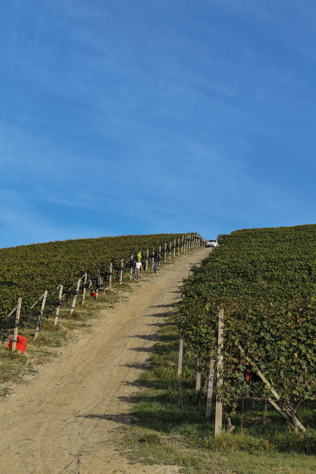Harvest season in Brunate, La Morra (Credit: Ceretto)