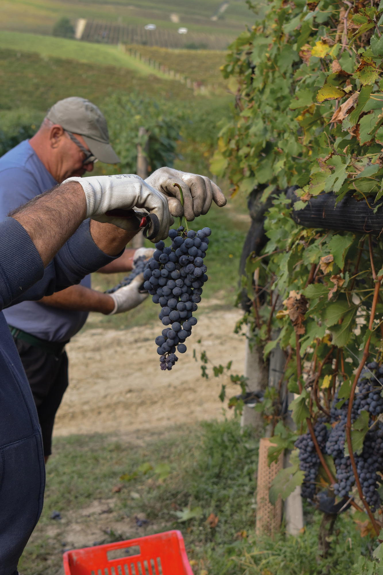 Ceretto’s barolo wine is made from Nebbiolo grapes grown in the Bussia vineyard (Credit: Ceretto)