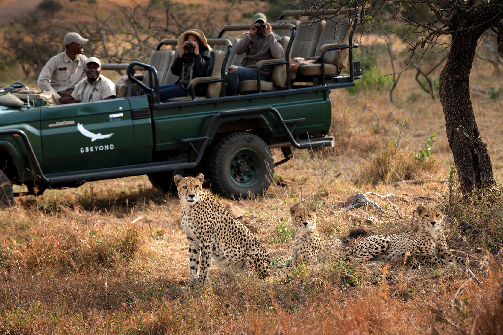 Guests admiring a coalition of cheetahs (Credit: andBeyond)