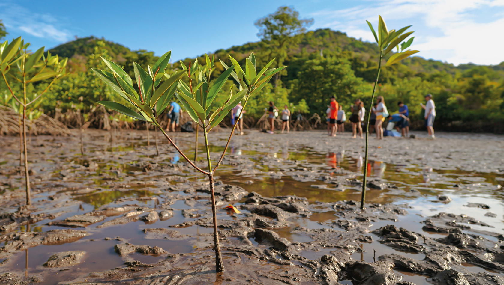 Mangroves are essential to stabilise shorelines, reduce erosion, and provide nursery habitats for marine species on Phi Phi Island (Credit: SAii Hotels & Resorts)