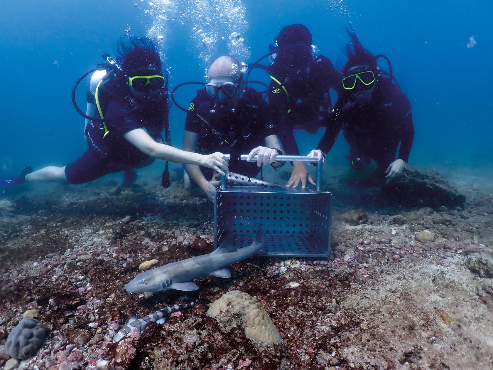 Working with the Phuket Marine Biological Centre’s Save Our Sharks programme since 2021, the Marine Discovery Centre has successfully released 42 mamboo sharks (Credit: SAii Hotels & Resorts)
