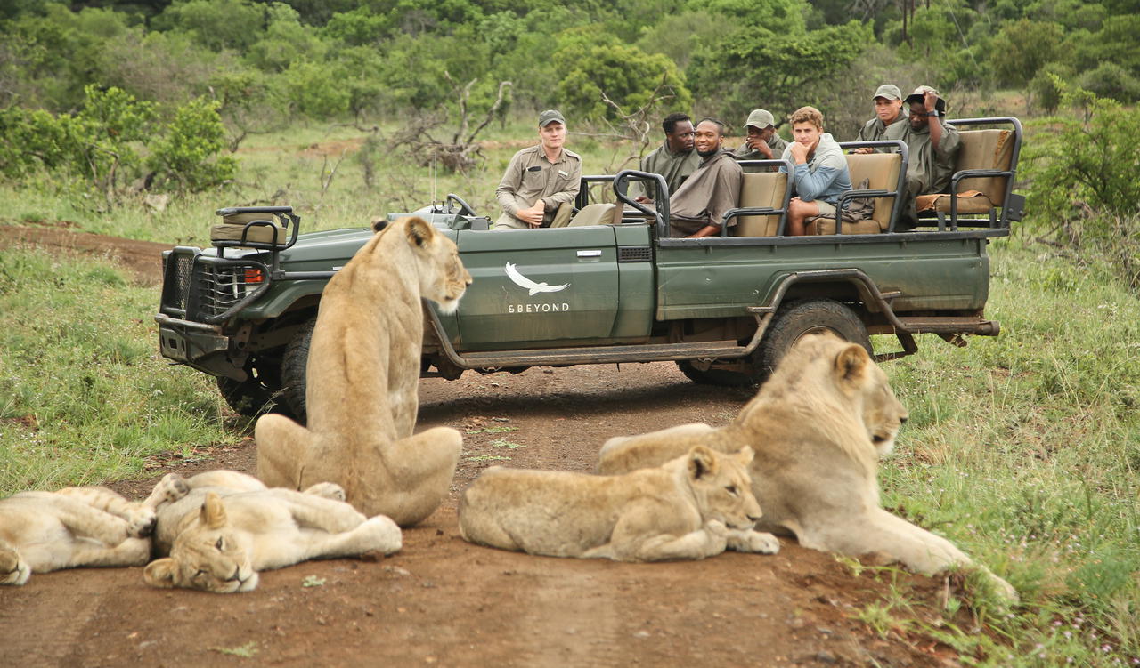 The first lions were reintroduced to Phinda in the early 1990s (Credit: andBeyond)