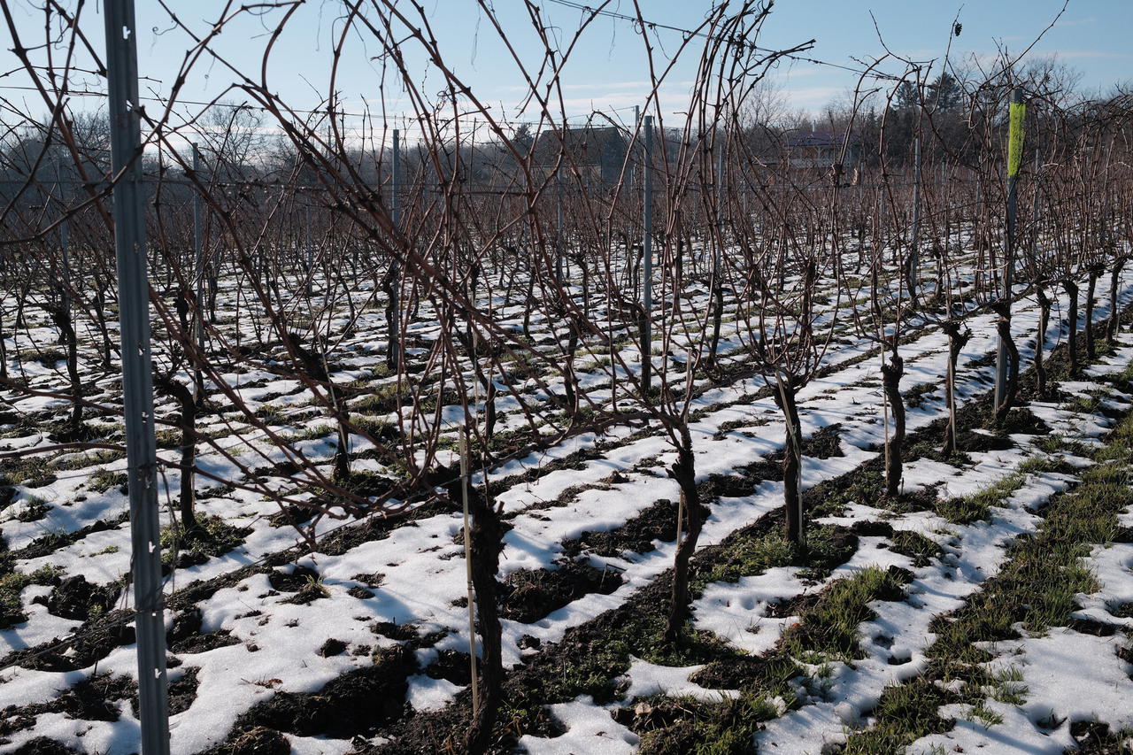 Hungary’s snow-covered vineyards (Credit: Jaclene Liew)