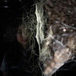 Tomás Saraceno