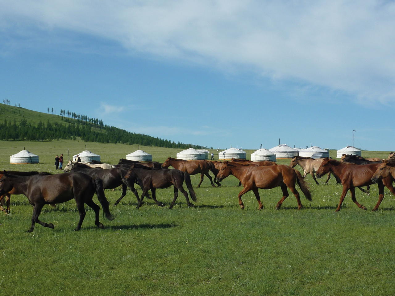 Horses at Jalman Meadows Wilderness Camp (Credit: M. Olsson)