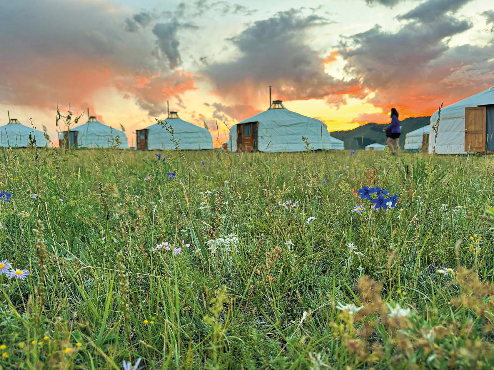 Summer is wildflower season in Mongolia (Credit: S. Cabibel)