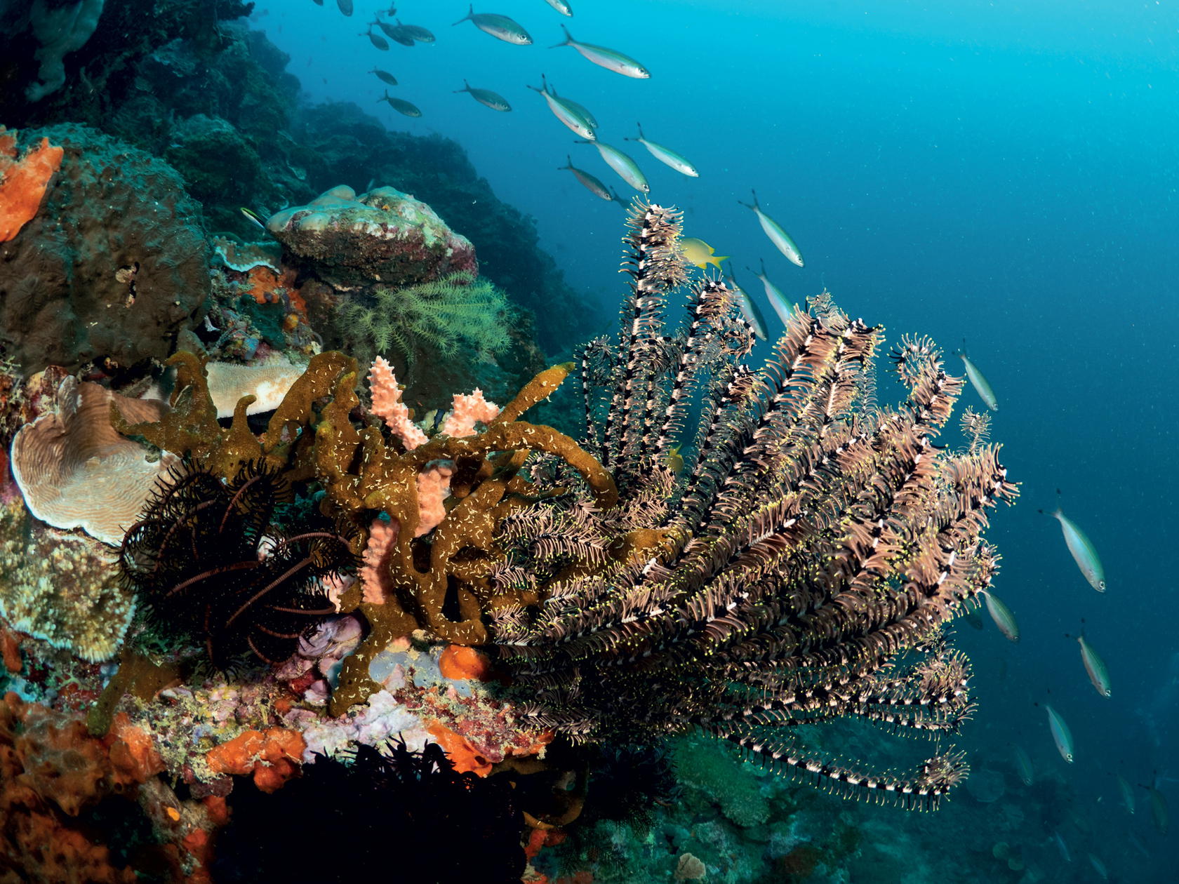 Sunken Island is a must for experienced divers (Credit: Manami Resort)
