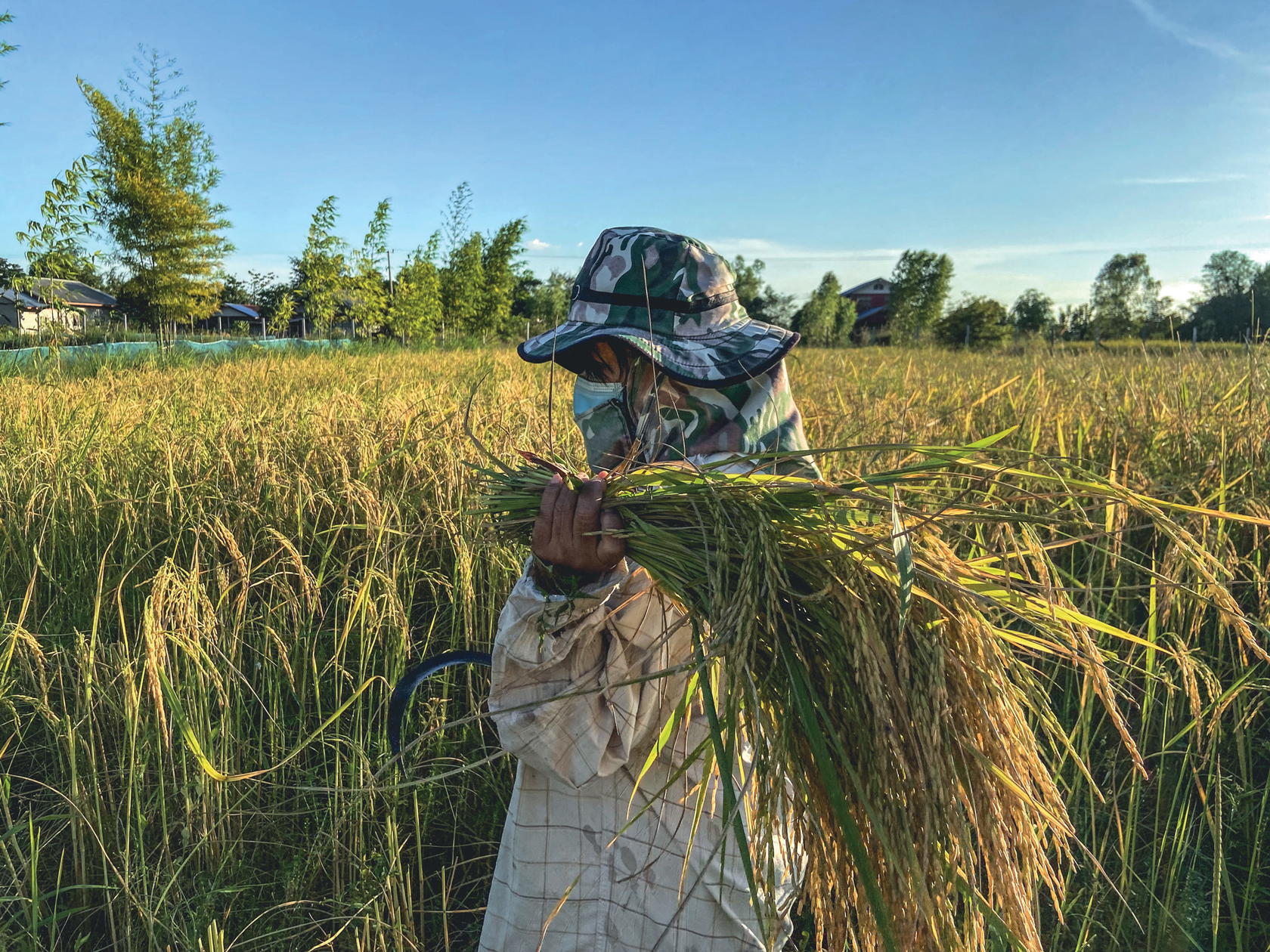 On Pharuphon’s family farm in Kalasi, rice is harvested once a year (Credit: Nanuanchun)