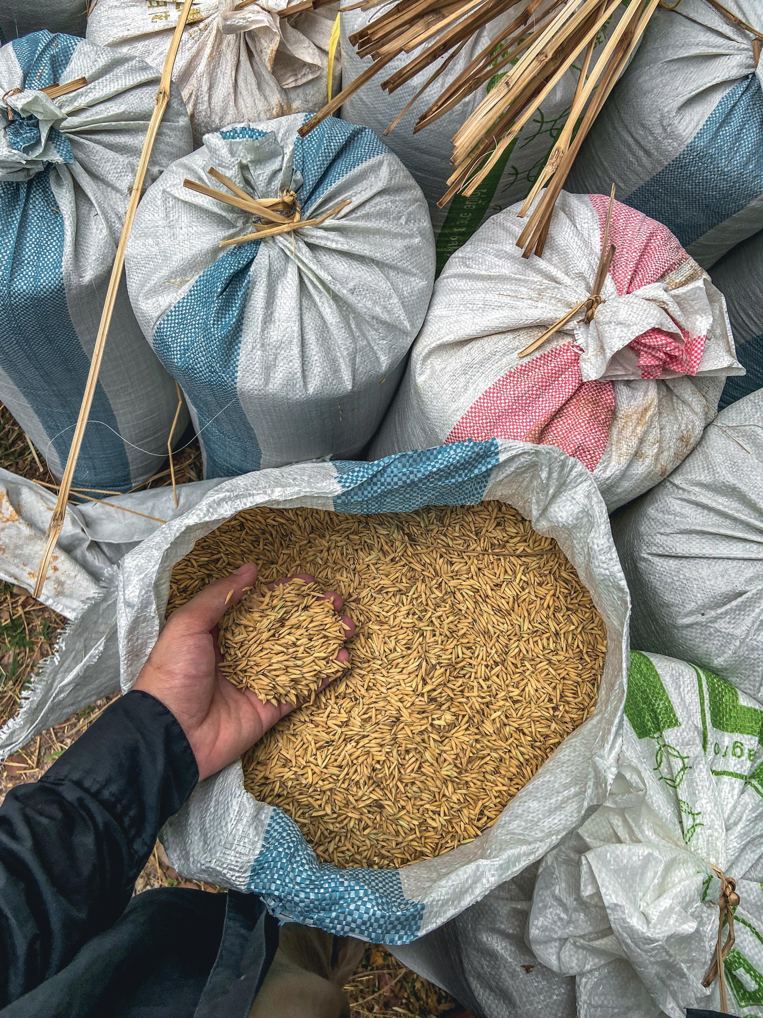Fresh rice produces a softer sato, and older rice gives a more pronounced flavour (Credit: Nanuanchun)